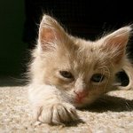 봄이면 동물들도 어쩌지 못하는 <b>졸음</b>~<b>졸음</b>~<b>졸음</b>~zzzzzz