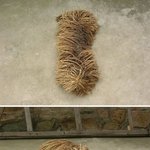 걸레인줄 알았다가 <b>낭패</b>본 사연