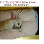 강아지에게 방귀끼지 마세요,,불쌍타 <b>이강</b>쥐~