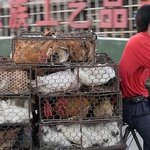 세계의 특이한 닭 운반법들..<b>닭들</b>이 너무 불쌍해요