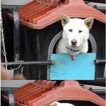 세상에서 가장 위험한 <b>개집</b>
