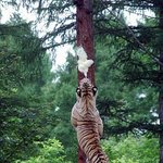 배고픈데 <b>체면</b>은.. 새 잡아 먹는 호랑이