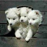 <b>지옥문</b>을 지키는 케르베로스