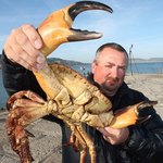 집게가 사람 손바닥만한 게! 이정도면 <b>괴물수준</b>!