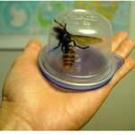 가라! <b>몬스터</b>볼! 독침봉