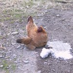 <b>어미</b>닭의 모성