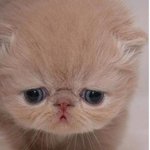 내 <b>코</b> 안에 <b>원숭이</b> 있다
