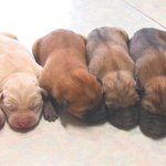 우리집강아지들의 칼라<b>팀웍</b>