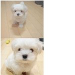 최강창민 강아지 '망둥'ㅋㅋㅋ