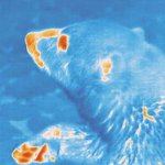 북극곰의 <b>적외선</b> 사진