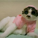 <b>박상민</b> 고양이