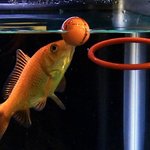 <b>어항</b> 속에서 농구를 하는 금붕어