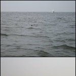 바다에서 <b>사슴</b>을 낚은 사나이