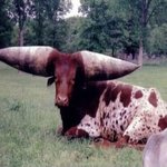 <b>발사</b>될 것 같은 뿔 얼굴은 작아보이죠?