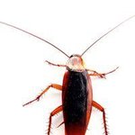 죽어도 죽지않는 경이적인 <b>생물</b>들