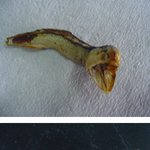 한을 <b>품고</b> 죽은 멸치ㄷㄷㄷ