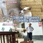 고양이가 낳은 강아지 `도그캣` 화제