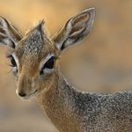 속눈썹 <b>연장</b>술 좀 받았는데... 어때?