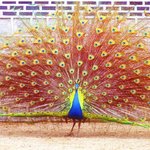 화려한 공작새의 유혹! 좀 징그럽기까지