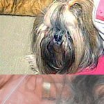 애견 귀 잘랐다가 강력 접착제로 붙인 황당 애견미용사