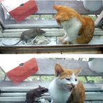 <b>쥐</b>를 사랑하는 고양이!