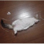 고양이판 '추격자'