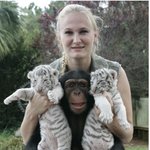 새끼 호랑이 보살피는 <b>침팬지</b>, 완전 기여운거다