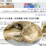 완벽하게 <b>보존</b>된 1만년 전 ‘아기 매머드’ 화제