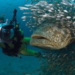 최대 760kg... 바다의 <b>포식자</b>, 골리앗 그루퍼