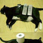 <b>득도</b>한 고양이!!