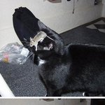 이<b>노무</b> 자슥 어디갔노?