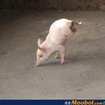 도살장에서 도망치는 아기<b>돼지</b>~