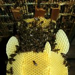 벌들이 만든 꽃병