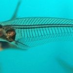 신의 실수?? 투명물고기 글라스캣피쉬