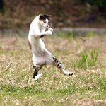강력한 <b>포스</b>가 느껴지는 고양이