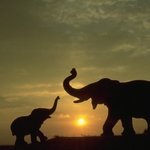 '<b>라브</b>라브'하는 동물들, 아름답네!