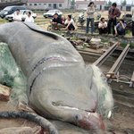 중국서 잡힌 <b>무게</b> 5톤 상어!!