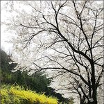 전국 벚꽃 명소 - 여행작가 추천