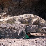 조마조마한 악어 <b>변장</b>~