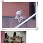 사람이야 <b>동물</b>이야?ㅋㅋ