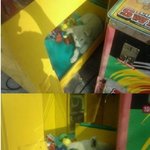 인형뽑기 <b>상품</b> = 개