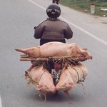 <b>돼지</b>를 오토바이에 매달아...