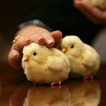 사이보그 병아리 '<b>유메</b>히요코' !