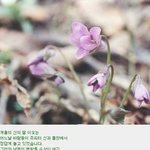 제비꽃의 <b>전설</b>
