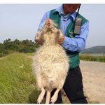 거대한 쥐, <b>합성</b> 아닌가봐!!