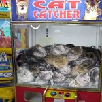 고양이 뽑는 기계 제발 합성이길 <b>바래</b>!
