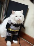 <b>배트</b> 냥이..ㅋㅋ 쓰러진다 쓰러져~~