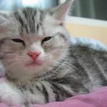 특종!!!   <b>채림</b> 남자의 실체