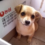 눈빛으로 승부하는 똥개