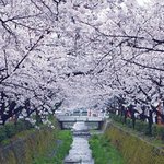 전국 꽃놀이 지도! 선거 후 꽃놀이 어때요?